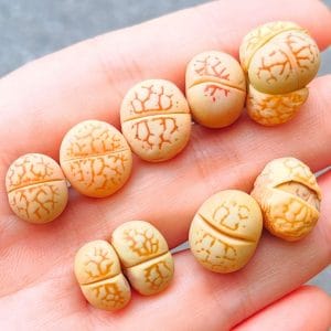 Dinteranthus Vanzylii Orange (1.2 - 2.4cm)