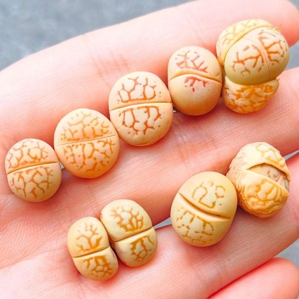 Dinteranthus Vanzylii Orange (1.2 - 2.4cm)