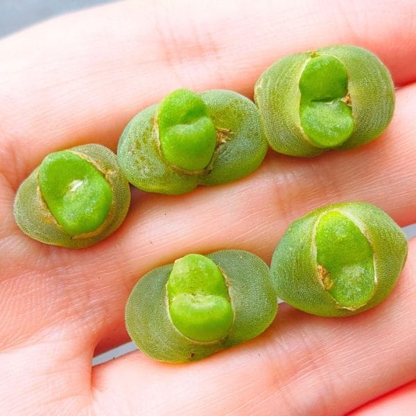 Conophytum Phoeniceum (0.8 - 1.2cm)