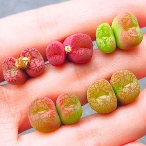 Conophytum Hybrid 2h (1.35 - 1.75cm)