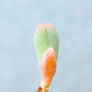 Cheridopsis Purpurea (0.8cm)