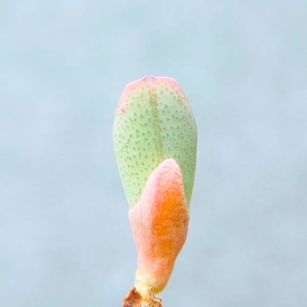 Cheridopsis Purpurea (0.8cm)