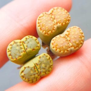 Lithops Yellow Julii 2h (1.5 - 1.7cm)