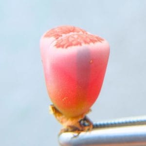 Lithops Variegated Candy Stripe (1.1cm)