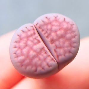 Lithops Julii Taro (1.65cm)