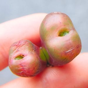 Conophytum Hybrid (2.4cm)