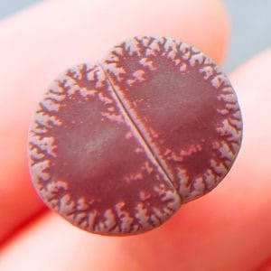 Lithops Purple Venteri (1.5cm)