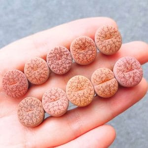 Lithops Pseudo Elisabethiae Pink Button (1.3 - 1.5cm)