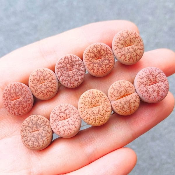 Lithops Pseudo Elisabethiae Pink Button (1.3 - 1.5cm)