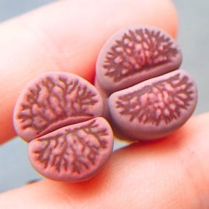 Lithops Purple Kikushogyoku (1.5 - 1.6cm)
