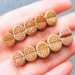 Lithops Julii "Red Flare" (1.1 - 1.5cm)