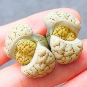 Lithops Gracilidelineata 2h (3.6cm)