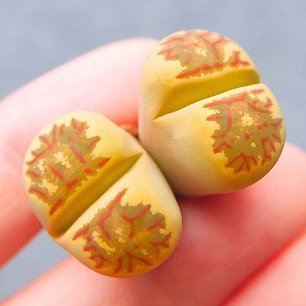 Lithops Dorotheae 2h (2.8cm)