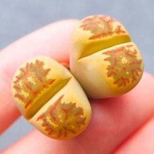 Lithops Dorotheae 2h (2.8cm)