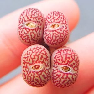 Conophytum Wittebergense (2.2cm)