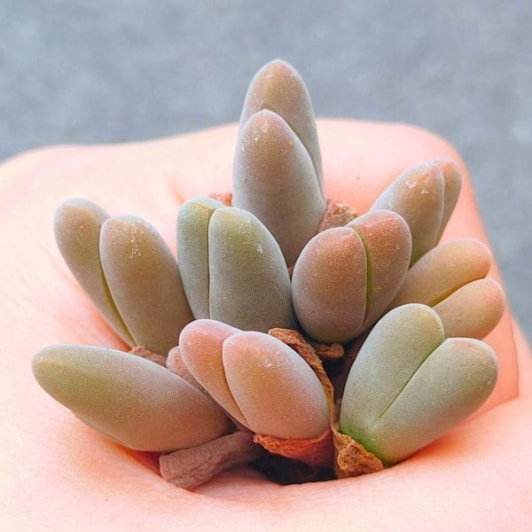 Gibbaeum Shandii (randomly given) (0.9 - 1.1cm)
