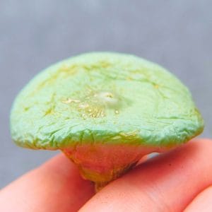 Conophytum no ID (Big and flat) (3.75cm)