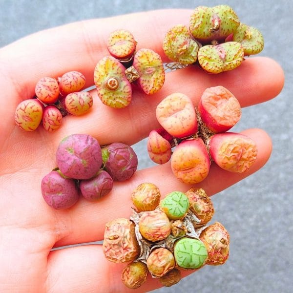 Conophytum Assorted (2 - 3.5cm)