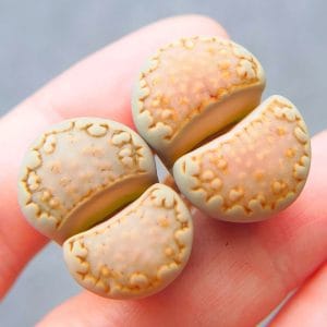 Lithops Julii (2 - 2.3cm)