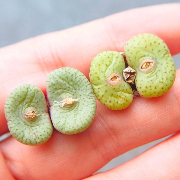 Conophytum Declinatum 2h (2.05 - 2.1cm)