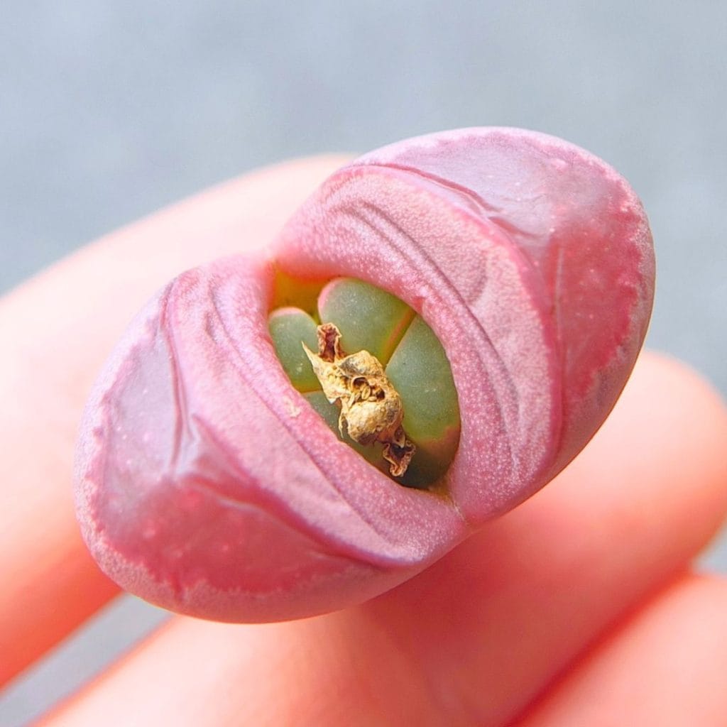 Lithops Optica Rubra (2.65cm)