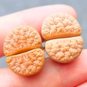 Lithops Gracilidelineata (2 - 2.05cm)