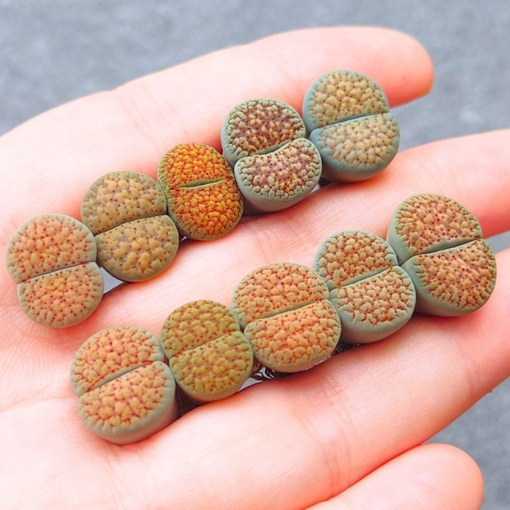 Lithops Verruculosa (1.3 - 1.55cm)