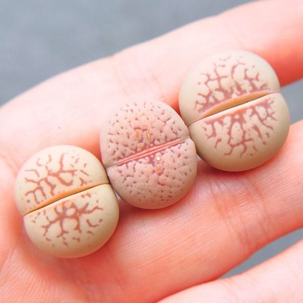 Dinteranthus Vanzylii (1.7 - 1.85cm)