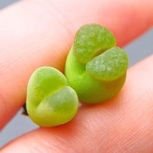 Conophytum Ophthalmophyllum Friedrichiae (0.95 - 1.05cm)