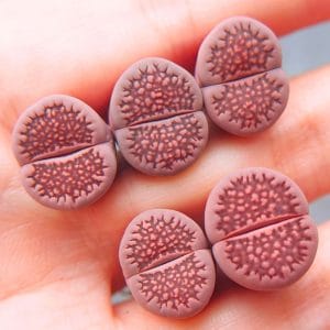 Lithops Purple Hallii (1.3 - 1.4cm)