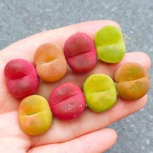 Conophytum Maughanii Assorted (1.95 - 2.1cm)