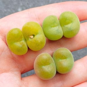 Conophytum Concavum 2h (2.25 - 2.45cm)