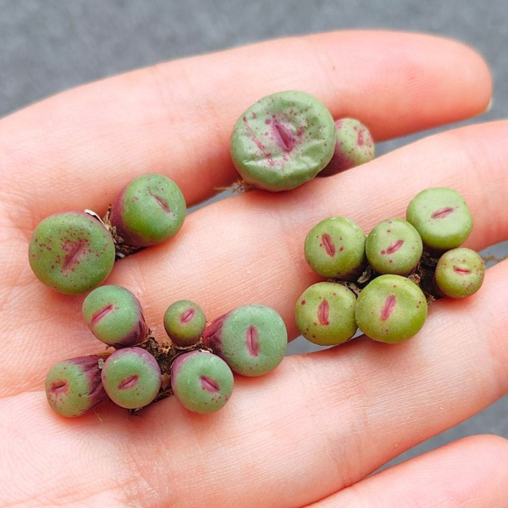Conophytum Pageae (2 - 2.8cm)
