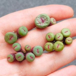 Conophytum Pageae (2 - 2.8cm)