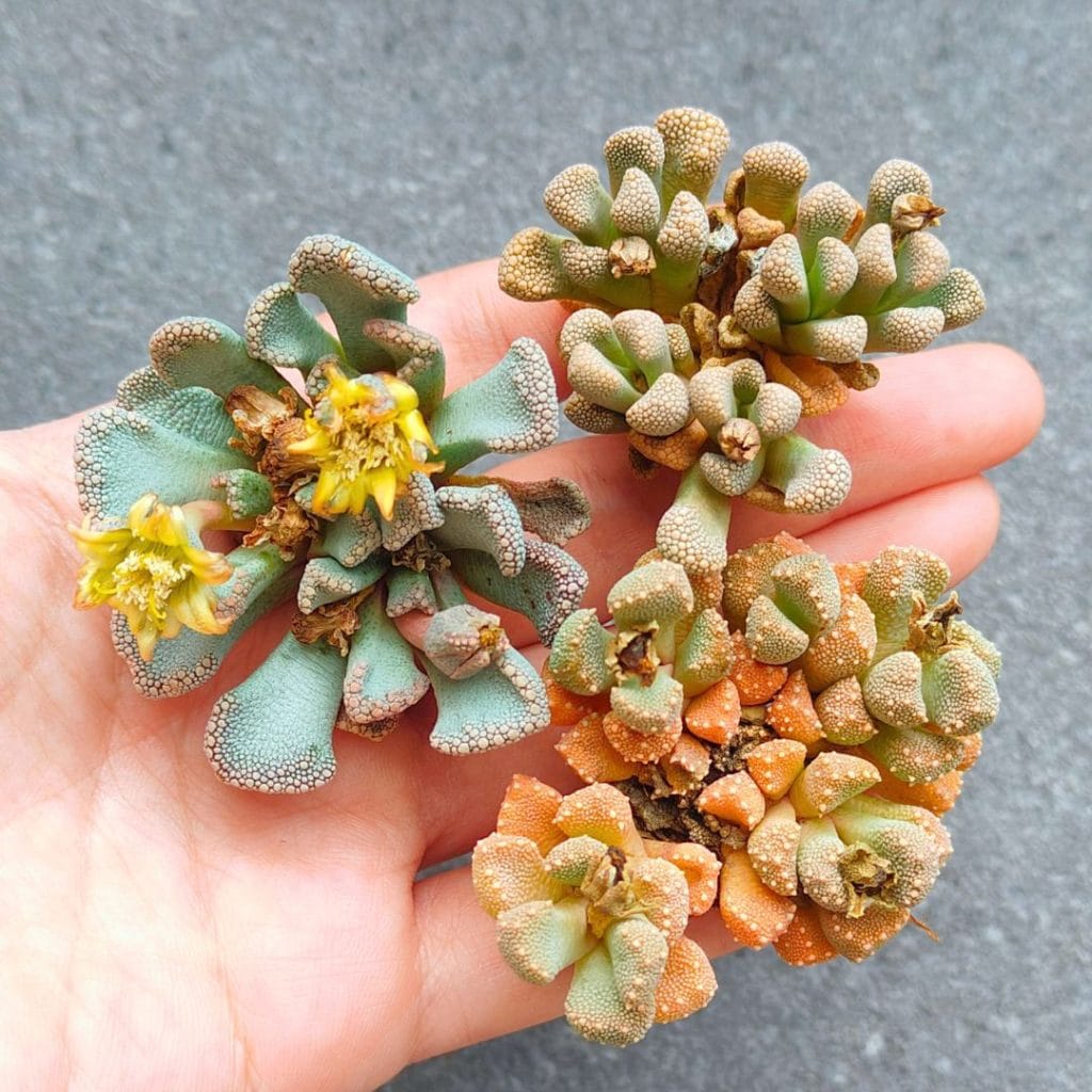 Titanopsis Calcarea/Primosii (4.6 - 5.8cm)