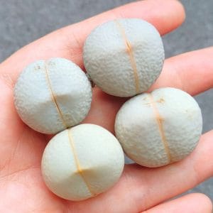 Dinteranthus Pole-evansii (2.45 - 2.7cm)