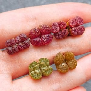 Conophytum Pellucidum (1.2 - 1.9cm)