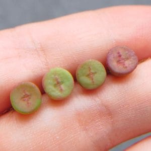 Conophytum Chrisocruxum (Holycross Button) (0.7cm)