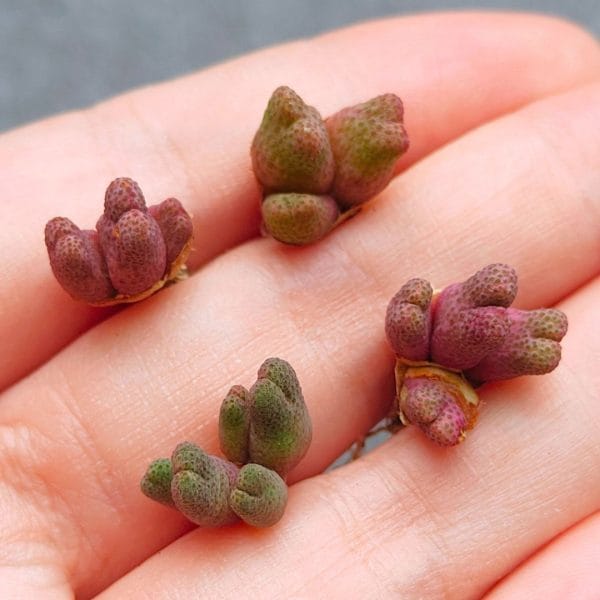 Conophytum Marginatum (1.1 - 1.3cm)