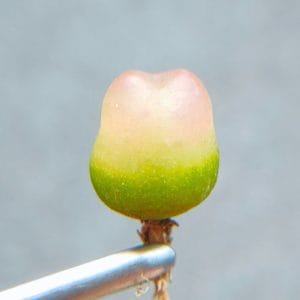 Conophytum Ratum (1.1cm)