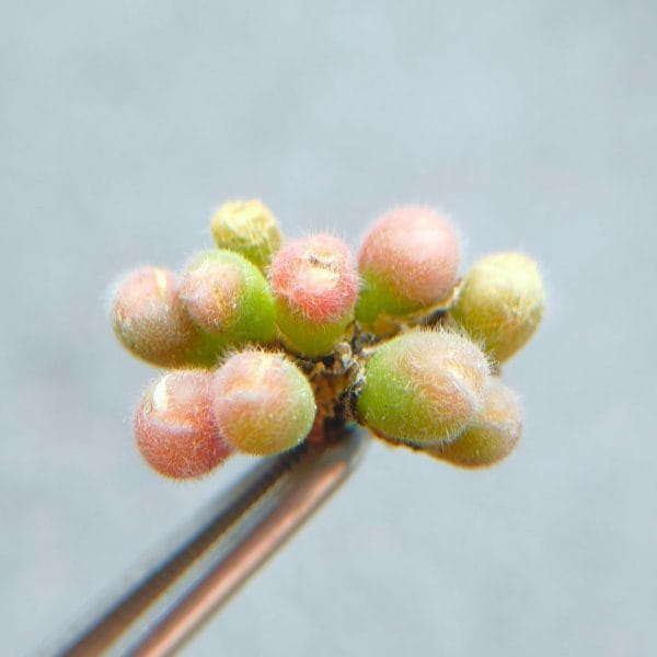Conophytum Pubicalyx (2.2cm)