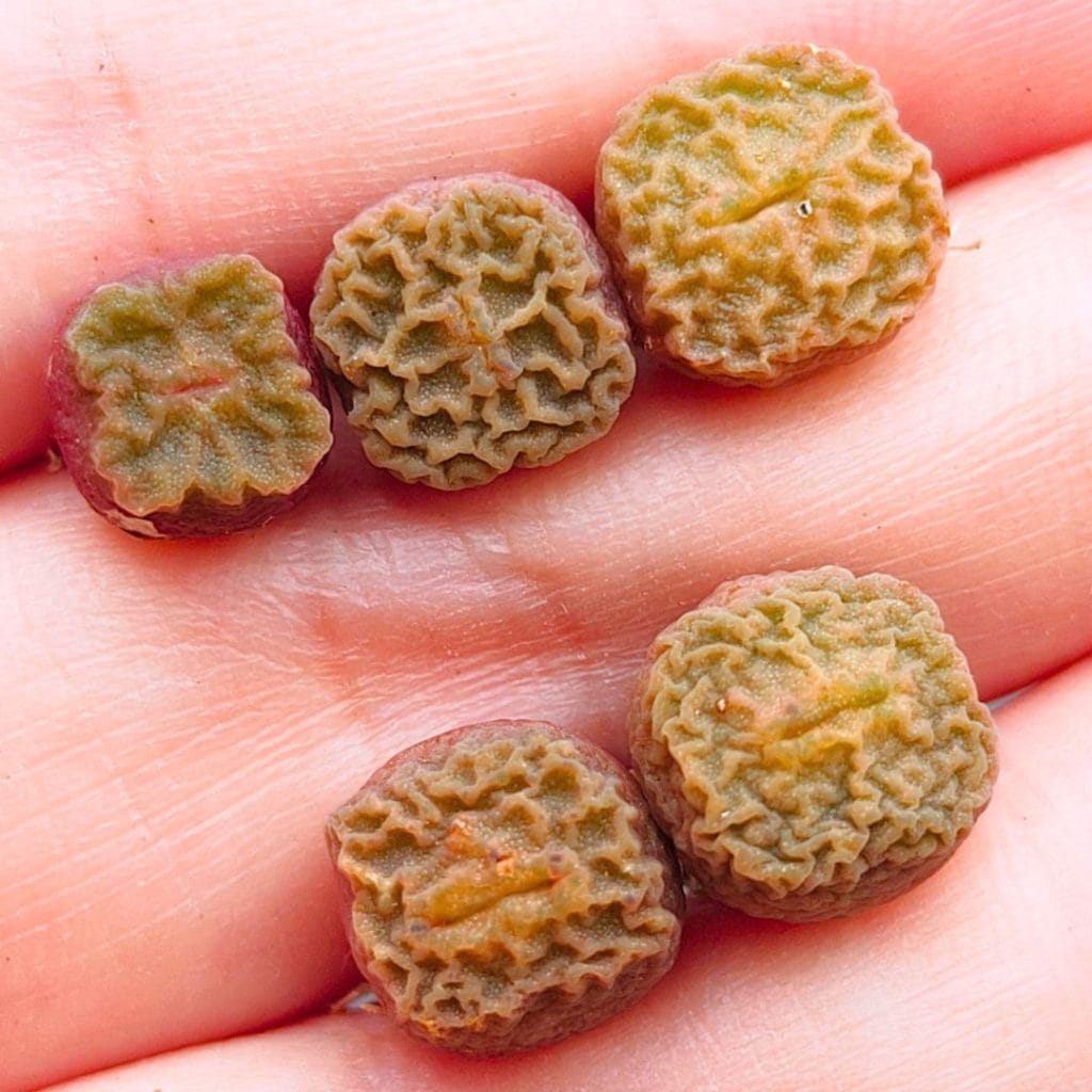 Conophytum Angelicae Cubicum (0.75 - 0.95cm)