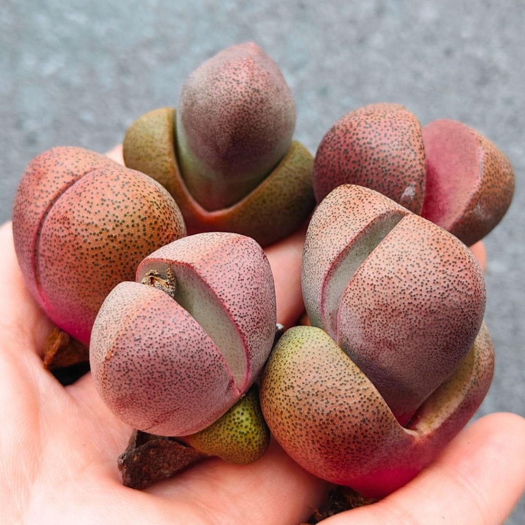 Pleiospilos Nelii Royal Flush (2.75 - 3.5cm)