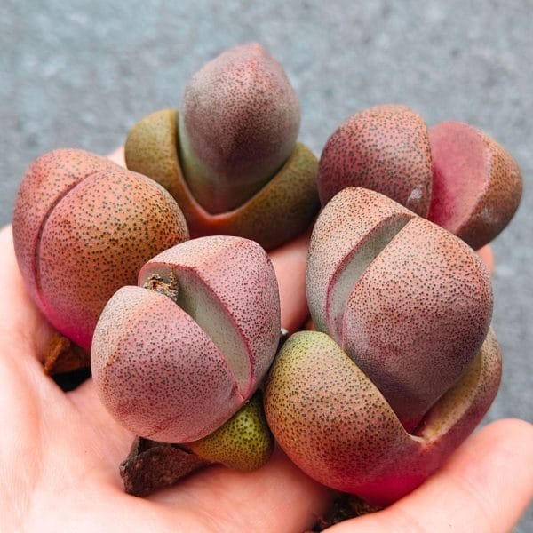 Pleiospilos Nelii Royal Flush (2.75 - 3.5cm)