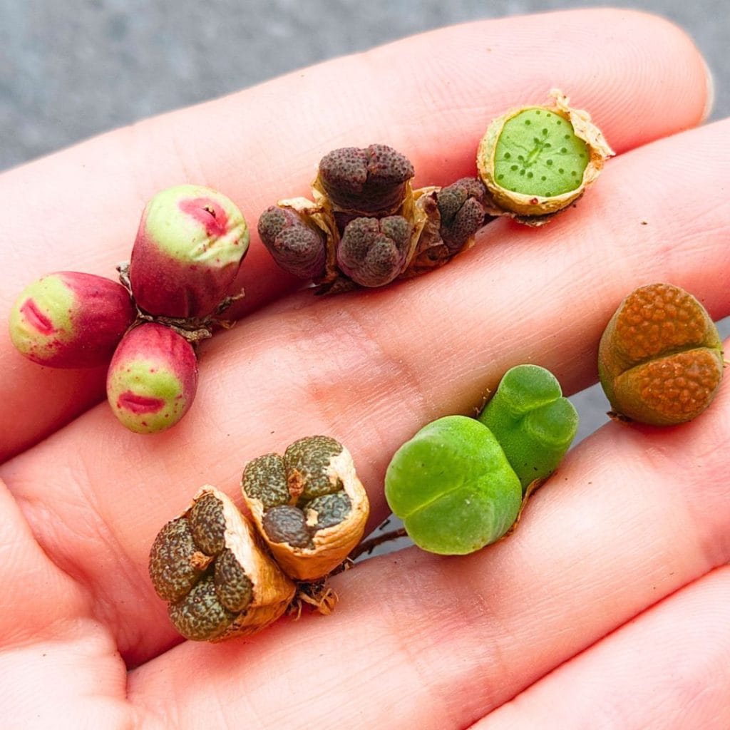 Conophytum Assorted Set of 6 (0.85 - 1.8cm)