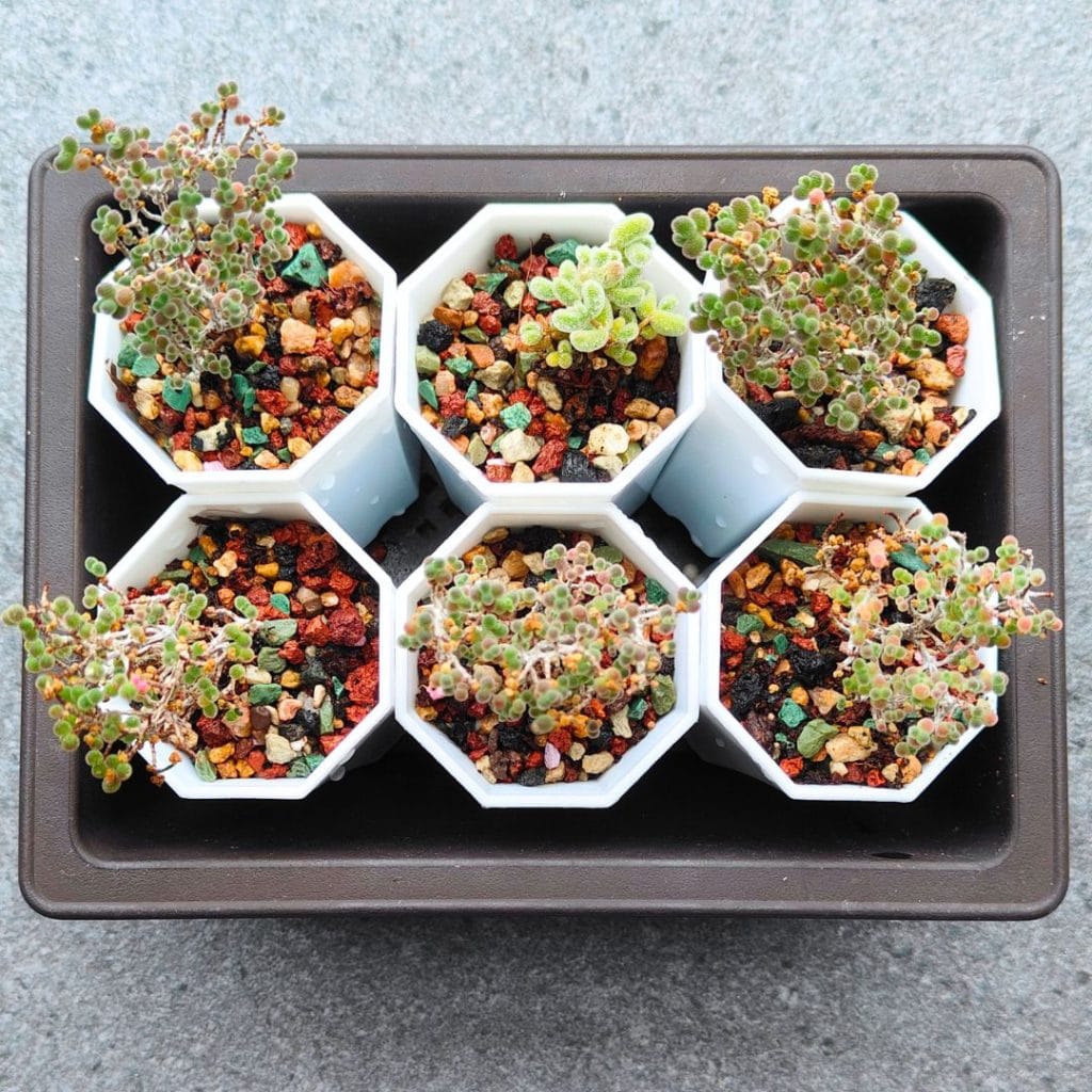Ice Plant Drosanthemum (in 5cm pot)