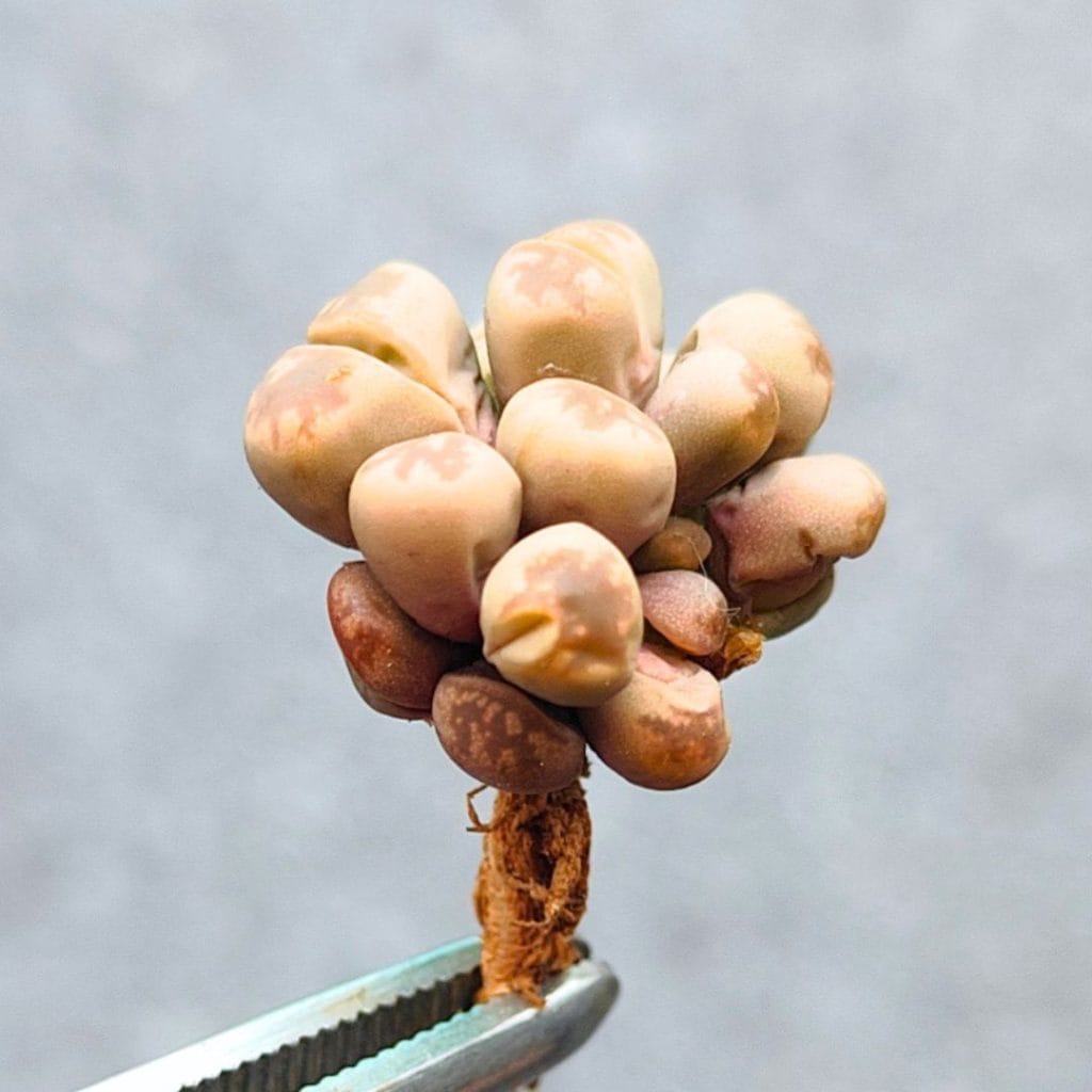 Lithops Olivacea Cristata (1.8cm)