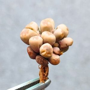 Lithops Olivacea Cristata (1.8cm)