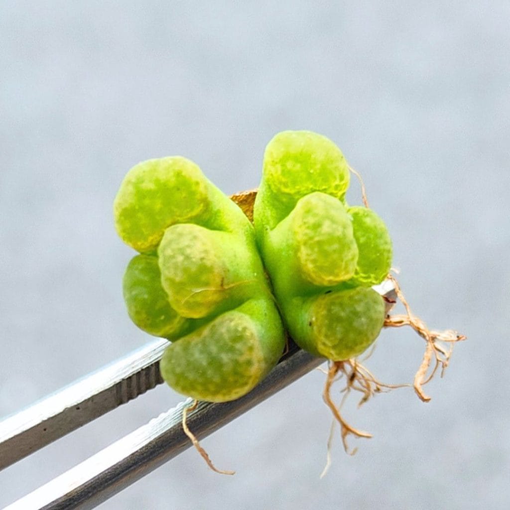 Conophytum Friedrichiae 2h Mutation (1.4cm)