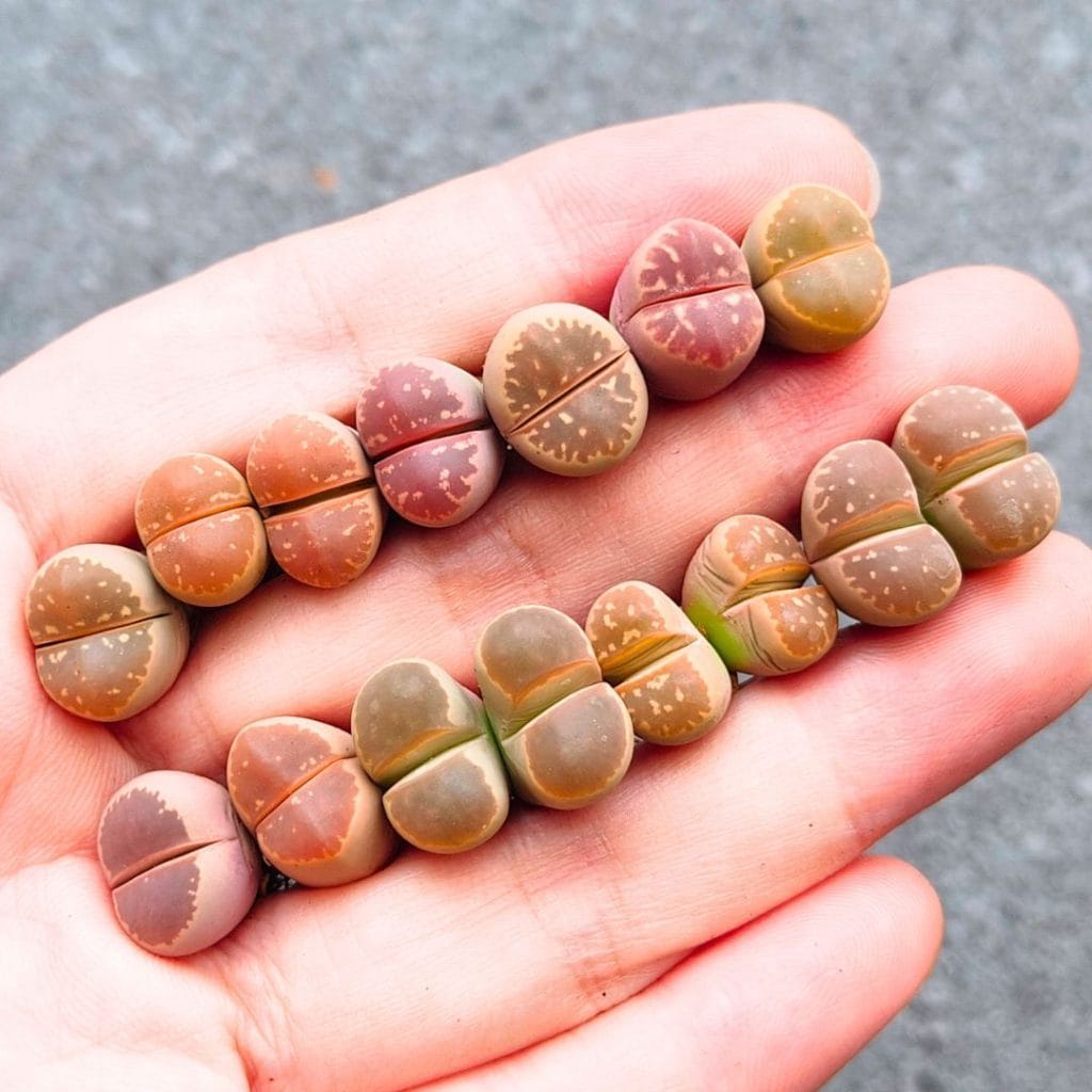Lithops Assorted Olivacea - Random 2 for $3 (1 - 1.6cm)